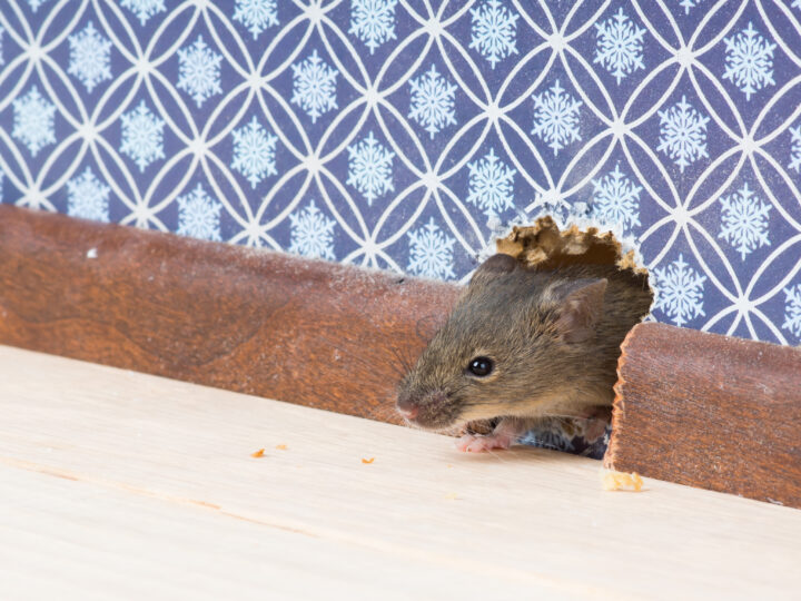 Il topo che entra in casa: qual è il significato spirituale?