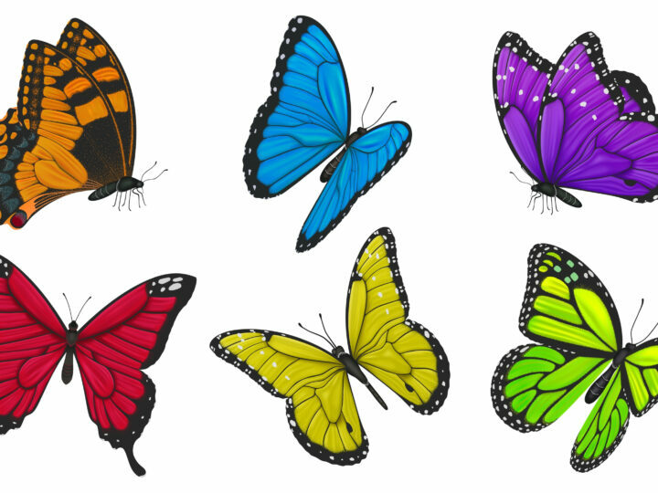 Qual è il significato della farfalla e dei suoi colori unici?