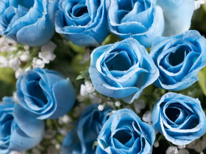 Le rose blu: qual è il loro significato spirituale nascosto?