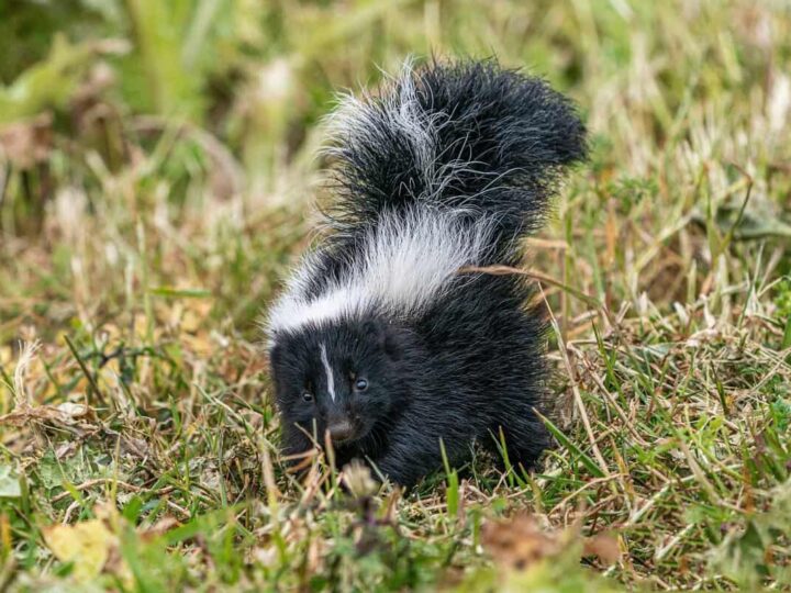 10 consigli per evitare che le puzzole rovinino il vostro prato