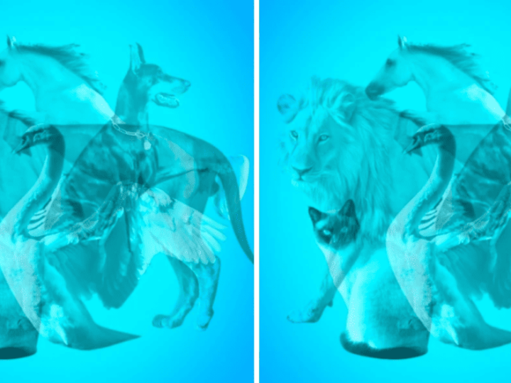 L&rsquo;animale che ti salta subito all&rsquo;occhio rivela che tipo di moglie sei.