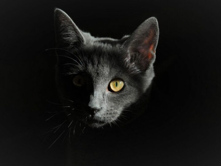 5 Se&ntilde;ales de que tu gato est&aacute; en secreto en tu contra