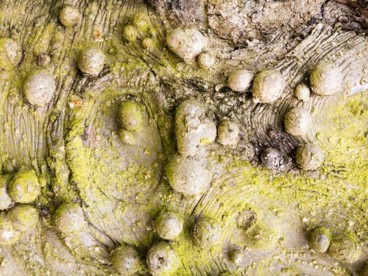 Perlas de madera: el elemento de la madera, sin&oacute;nimo de sanaci&oacute;n y felicidad.