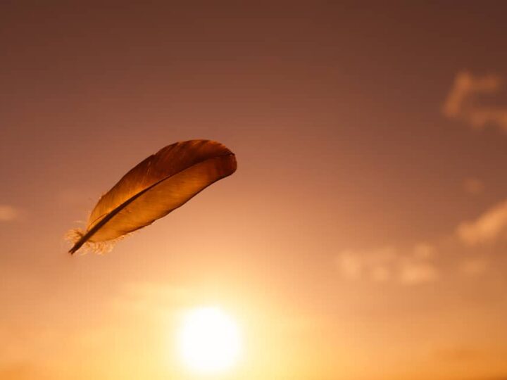 El significado de las plumas: lo que representa una pluma