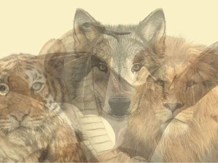 El animal con el que te cruces primero revela tu yo oculto.